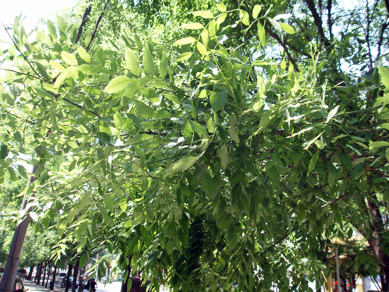 pagoda tree