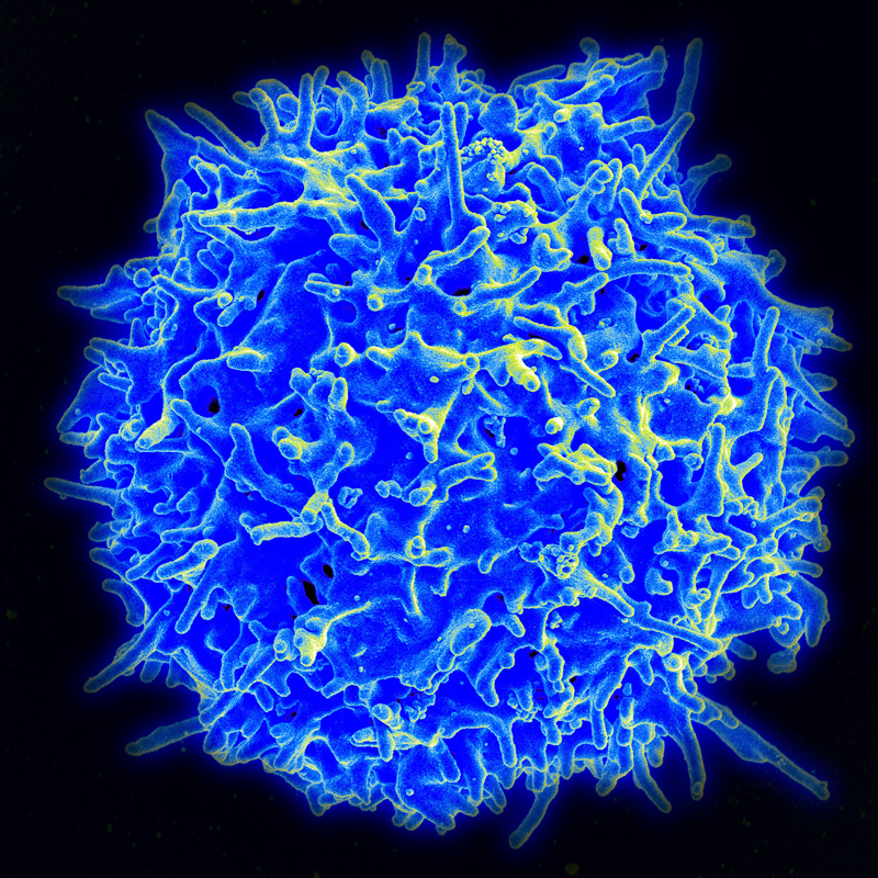 T-lymphocyte