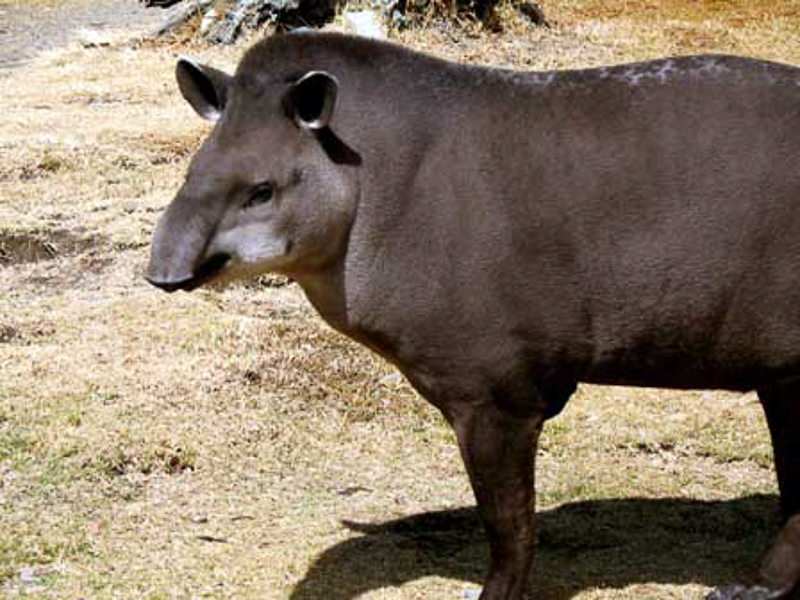 Tapir 在英语词典里tapir 的定义和近义词