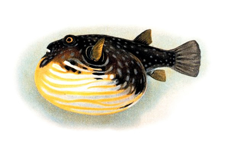 Swellfish 英語辞典でのswellfishの定義と同義語
