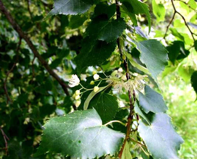Small Leaved Lime Definition And Synonyms Of Small Leaved Lime In The English Dictionary
