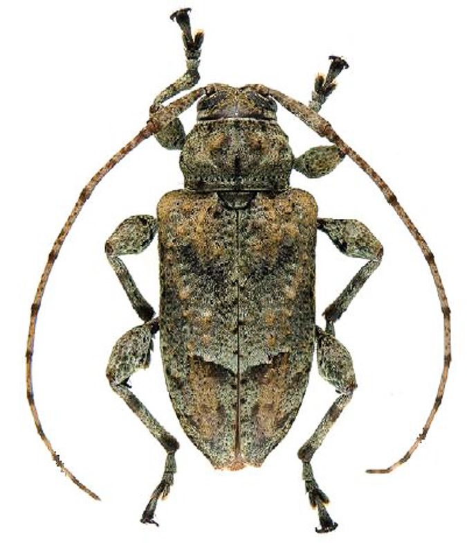 timberman beetle