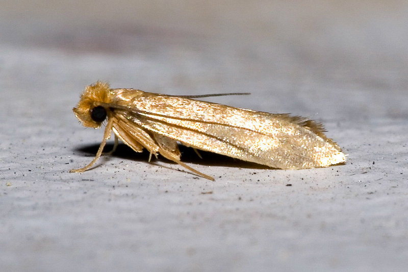 tapestry moth