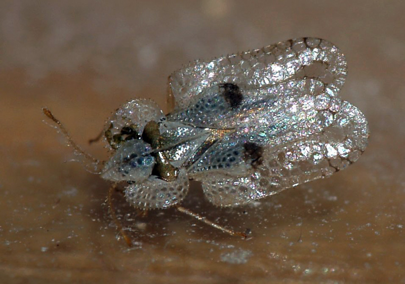lace bug