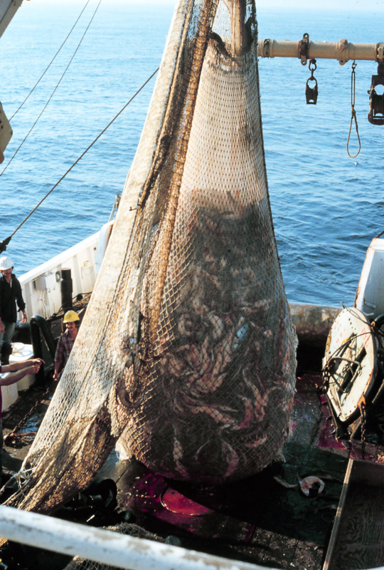 Trawl Net Definition And Synonyms Of Trawl Net In The English Dictionary