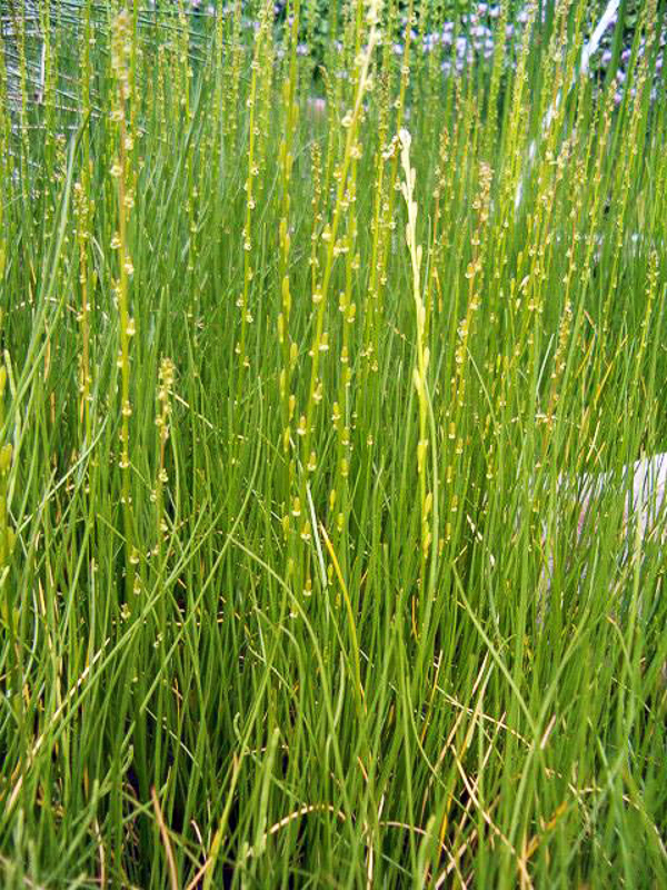 arrowgrass