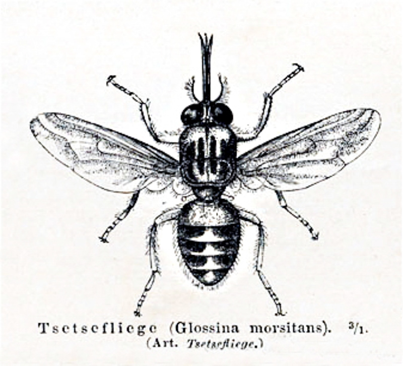 tsetse fly
