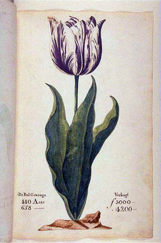 tulipomania