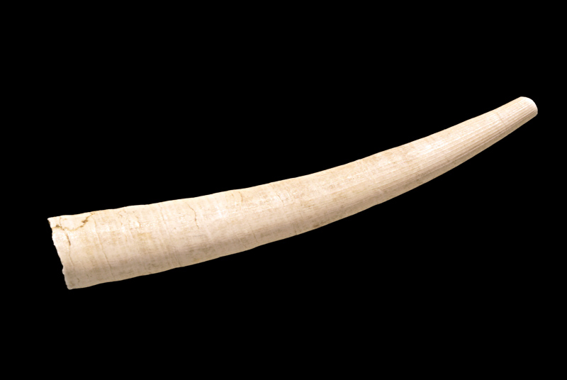 tusk shell
