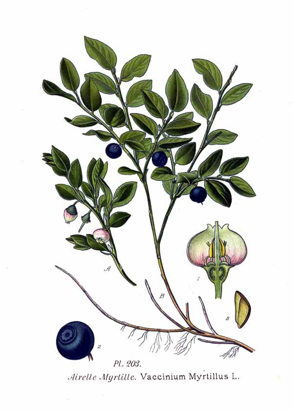 hurtleberry