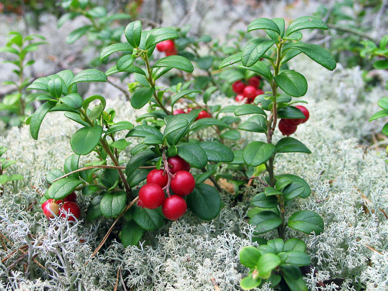 red whortleberry