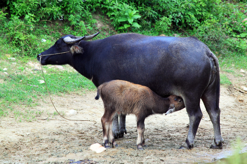 Kyst Sky Trafikprop WATER BUFFALO - Definition and synonyms of water buffalo in the English  dictionary