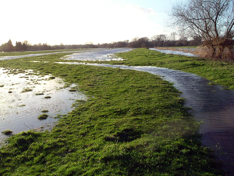water meadow