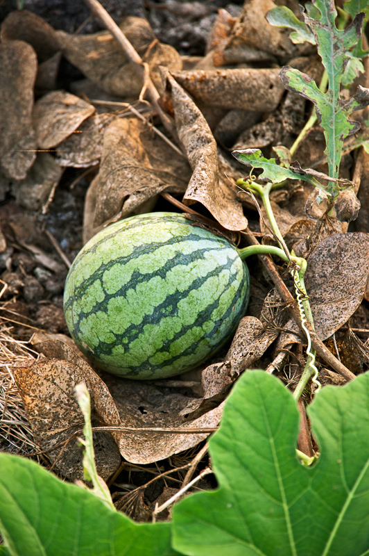 Watermelon 英語辞典でのwatermelonの定義と同義語