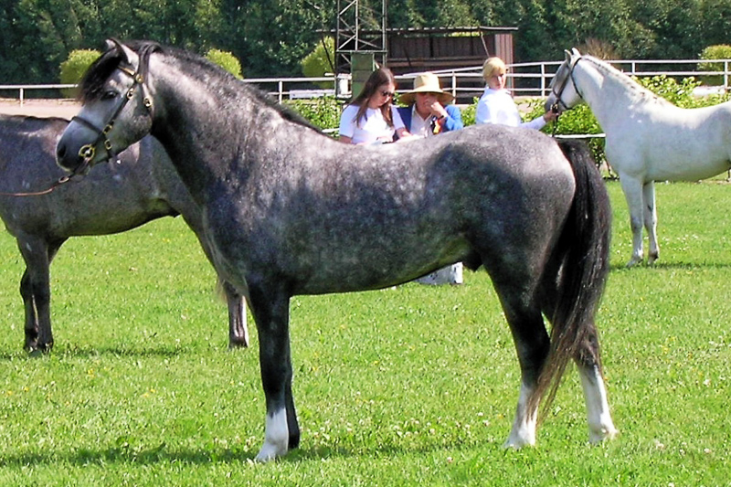 Welsh mountain pony