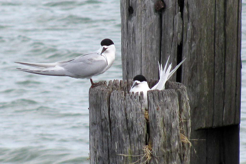 white-fronted tern