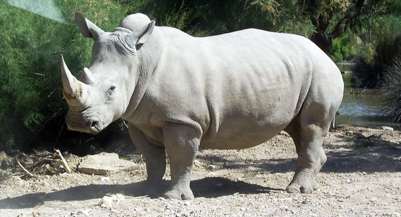 white rhino