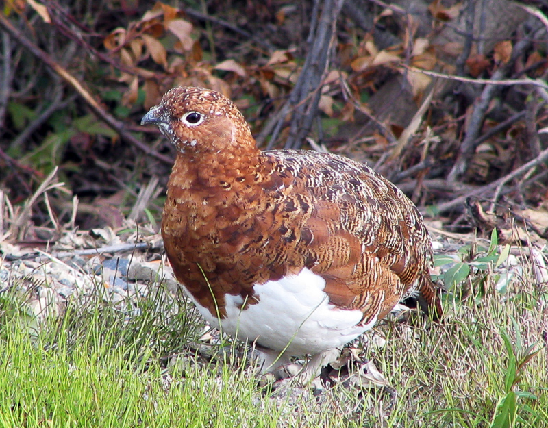 willow grouse