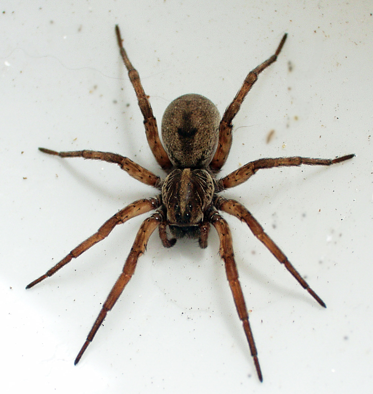 SPIDER - Definição e sinônimos de spider no dicionário inglês