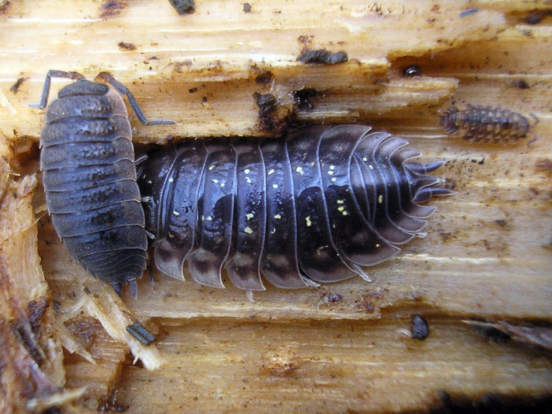 Woodlice Definition And Synonyms Of Woodlice In The English Dictionary