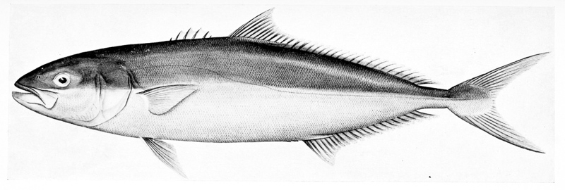 Yellowtail Kingfish 在英语词典里yellowtail Kingfish 的定义和近义词