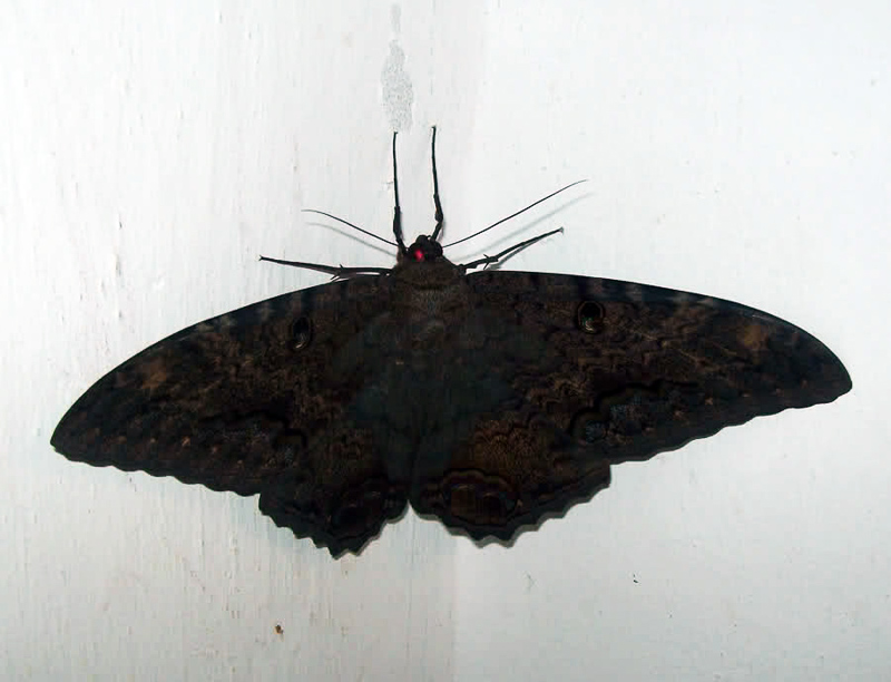 yellowtail moth