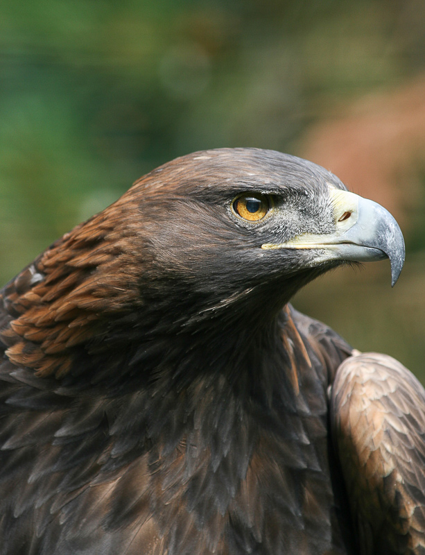 ÁGUILA - Definición y sinónimos de águila en el diccionario español