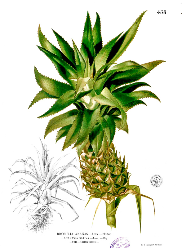 ananá