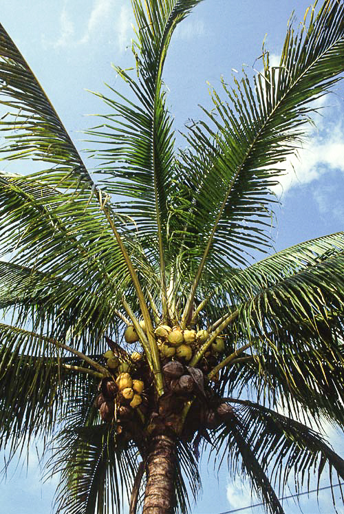 palmáceas