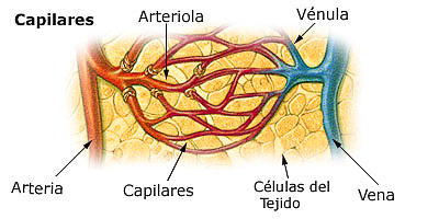 arteriola