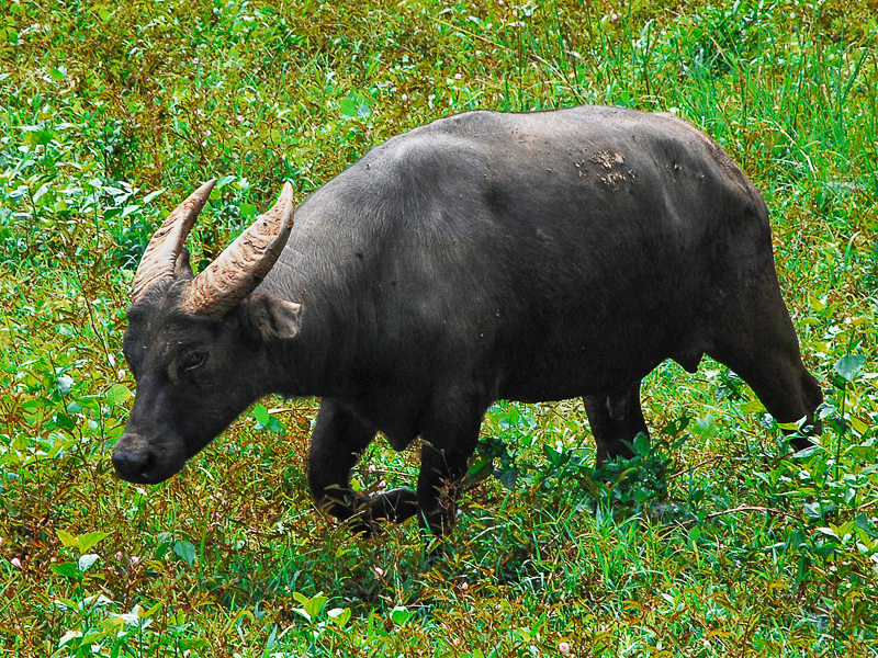 tamarao