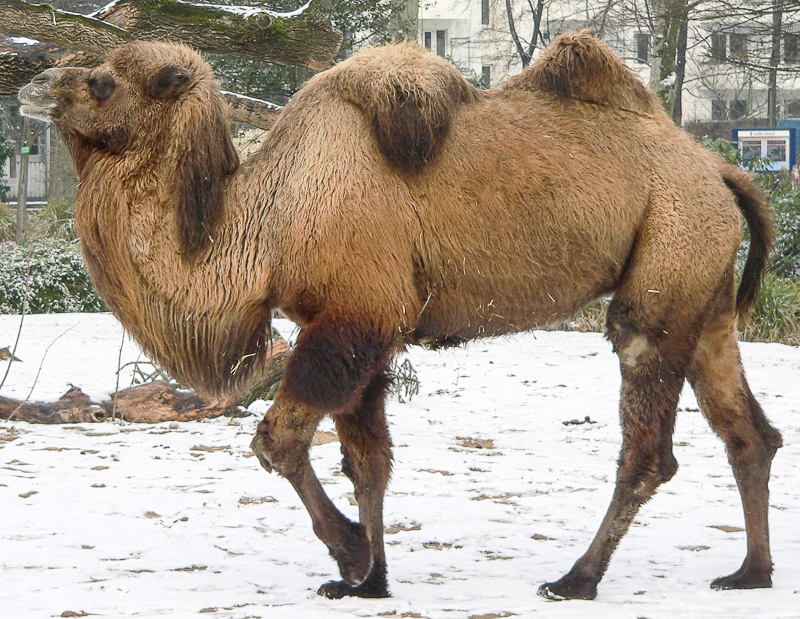 camella