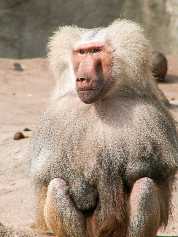 Um macaco albino do Velho Mundo, gênero Ceropithecus, sendo