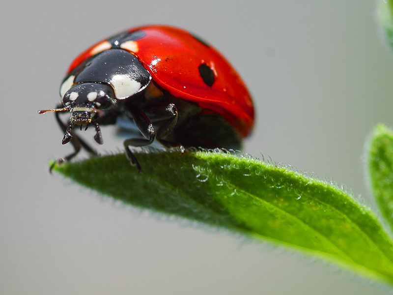 coccinélido