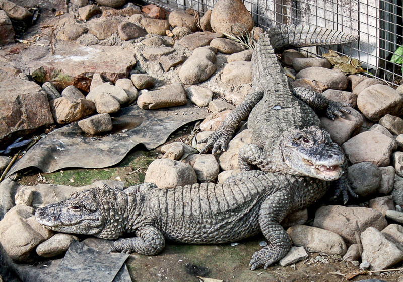 crocodiliano