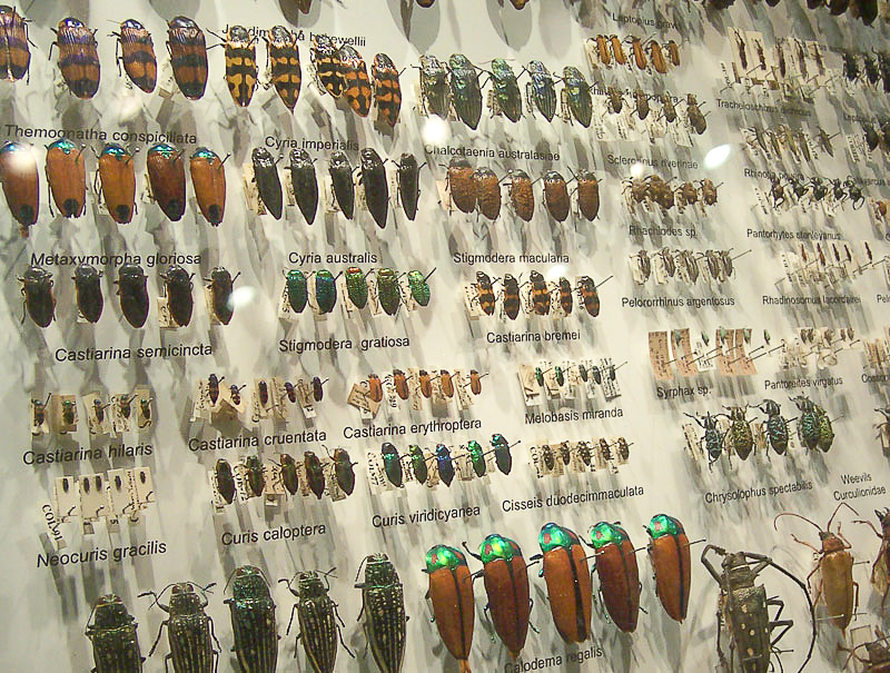 entomología
