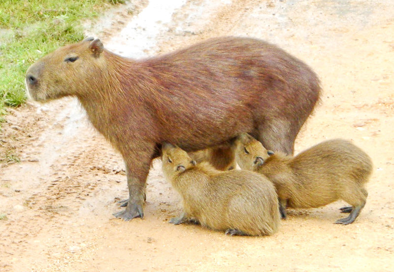 CAPIBARA - Definition and synonyms of capibara in the Spanish dictionary