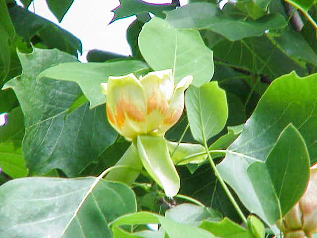 tulipanero