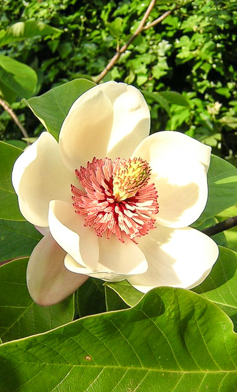 magnoliácea