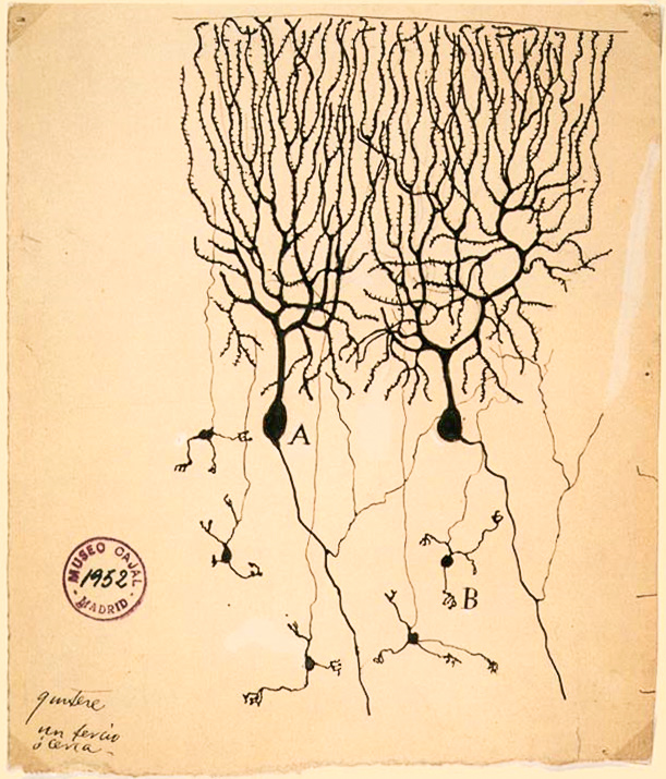 neuronal