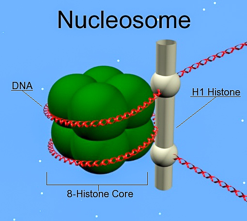 nucleoproteína
