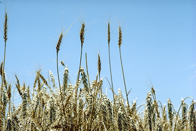 Triticum, La palabra Trigo proviene del vocablo latino tr…