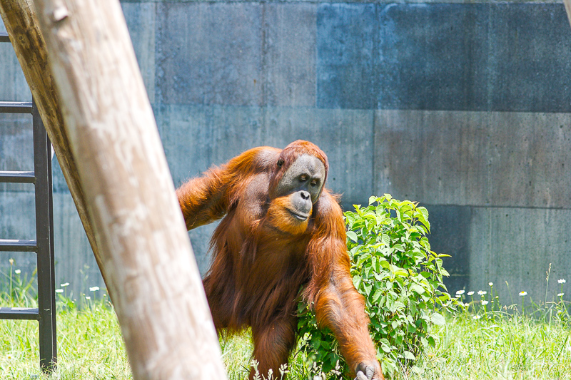 orangután
