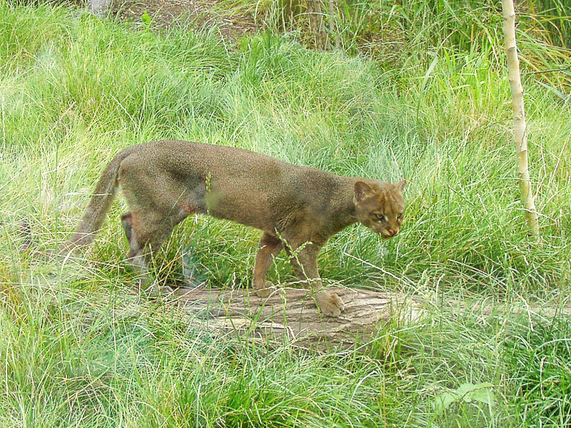 jaguarundí