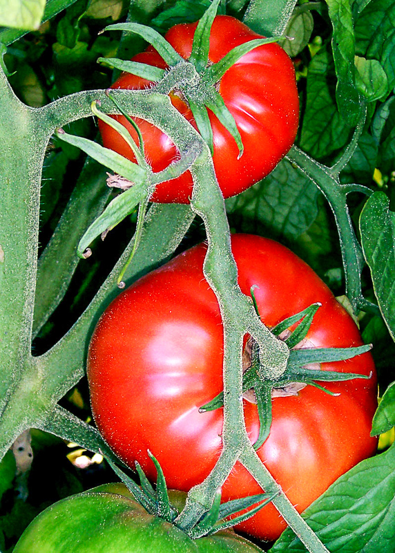 tomate