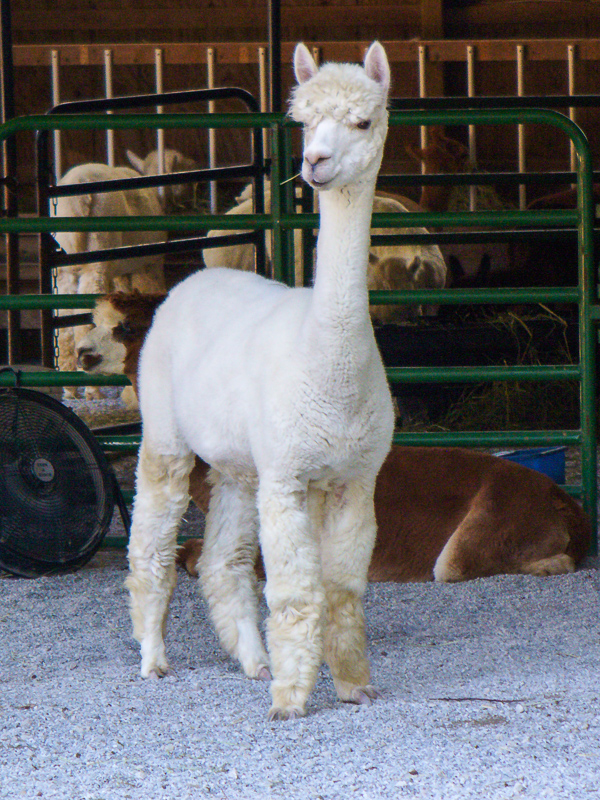 ALPACA - Definition and synonyms of alpaca in the Spanish dictionary