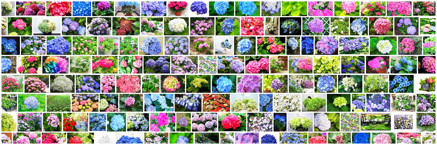 HORTENSIA - Definition and synonyms of hortensia in the Spanish dictionary