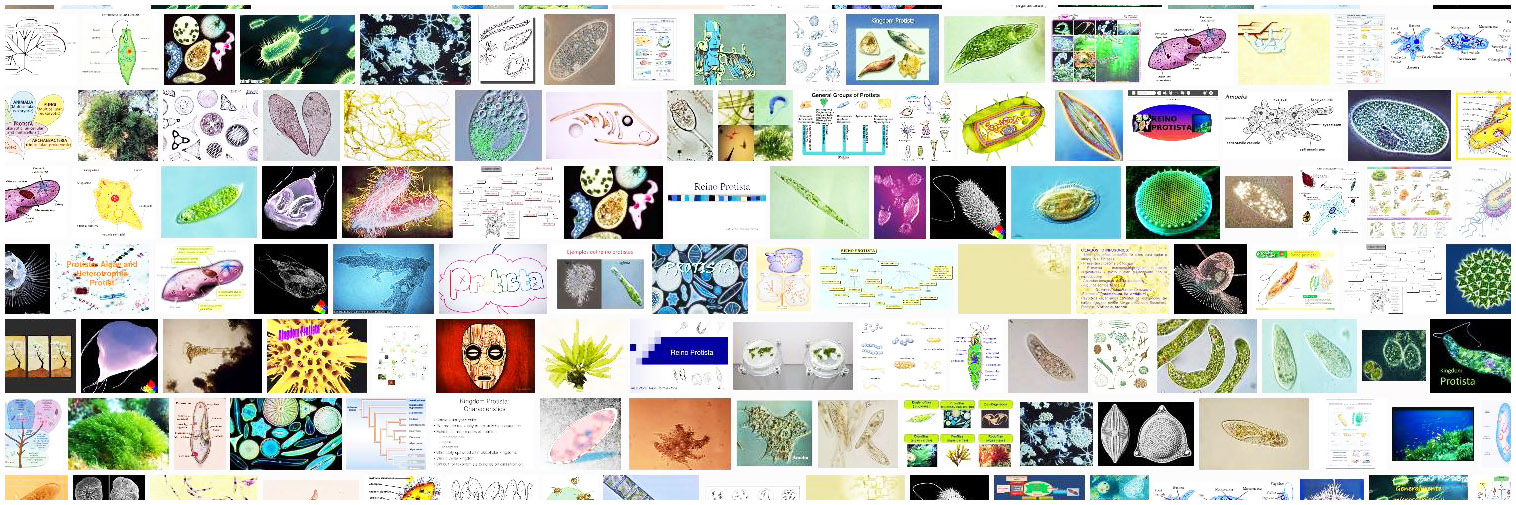 Protista Definition Und Synonyme Von Protista Im Worterbuch Spanisch