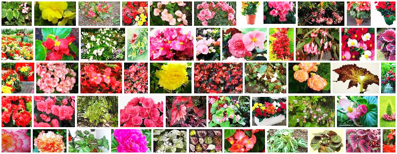 BEGONIA - Definition and synonyms of begonia in the Spanish dictionary