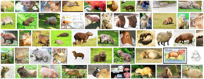 CAPIBARA - Definition and synonyms of capibara in the Spanish dictionary